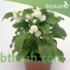 بذور نبات المدنة او الجمفرينا (الابيض) Gomphrena globosa بذور نبات المدنة او الجمفرينا (الابيض) Gomphrena globosa
