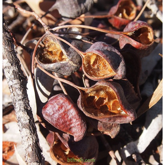 بذور شجرة استركوليا رجل البطة Brachychiton gregorii بذور شجرة استركوليا رجل البطة Brachychiton gregorii