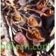 بذور شجرة استركوليا رجل البطة Brachychiton gregorii بذور شجرة استركوليا رجل البطة Brachychiton gregorii