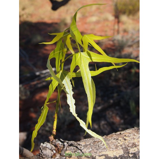 بذور شجرة استركوليا رجل البطة Brachychiton gregorii بذور شجرة استركوليا رجل البطة Brachychiton gregorii