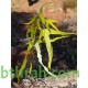 بذور شجرة استركوليا رجل البطة Brachychiton gregorii بذور شجرة استركوليا رجل البطة Brachychiton gregorii