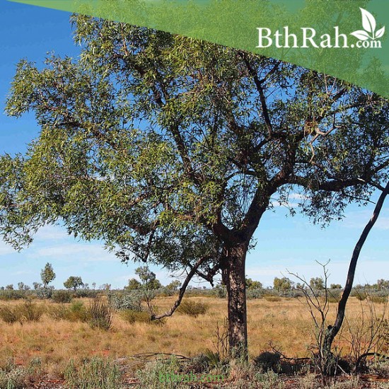 بذور شجرة استركوليا رجل البطة Brachychiton gregorii بذور شجرة استركوليا رجل البطة Brachychiton gregorii