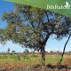 بذور شجرة استركوليا رجل البطة Brachychiton gregorii بذور شجرة استركوليا رجل البطة Brachychiton gregorii