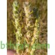 بذور نبات الكوشيا Kochia scoparia orBassia scoparia