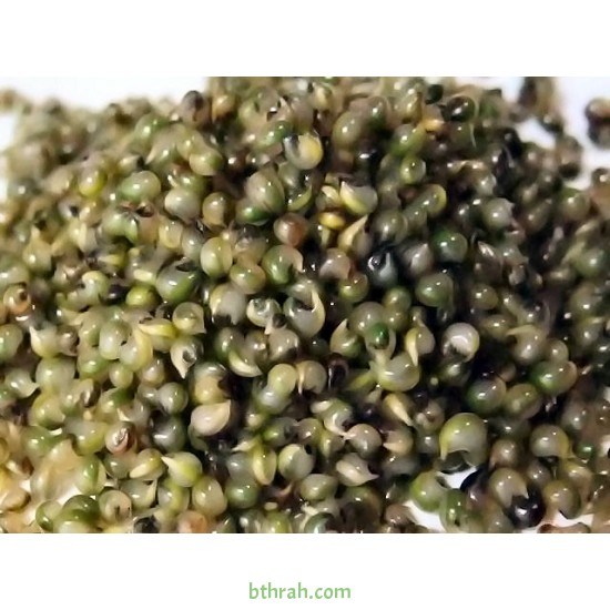 بذورنبات الكوشيا Kochia scoparia orBassia scoparia بذورنبات الكوشيا Kochia scoparia orBassia scoparia