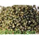 بذورنبات الكوشيا Kochia scoparia orBassia scoparia بذورنبات الكوشيا Kochia scoparia orBassia scoparia