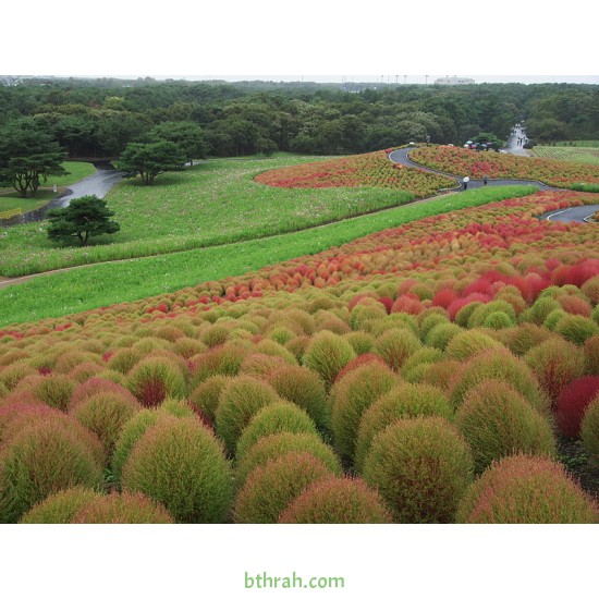 بذورنبات الكوشيا Kochia scoparia orBassia scoparia بذورنبات الكوشيا Kochia scoparia orBassia scoparia
