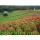 بذورنبات الكوشيا Kochia scoparia orBassia scoparia بذورنبات الكوشيا Kochia scoparia orBassia scoparia