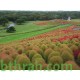 بذور نبات الكوشيا Kochia scoparia orBassia scoparia بذور نبات الكوشيا Kochia scoparia orBassia scoparia