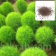 بذورنبات الكوشيا Kochia scoparia orBassia scoparia بذورنبات الكوشيا Kochia scoparia orBassia scoparia