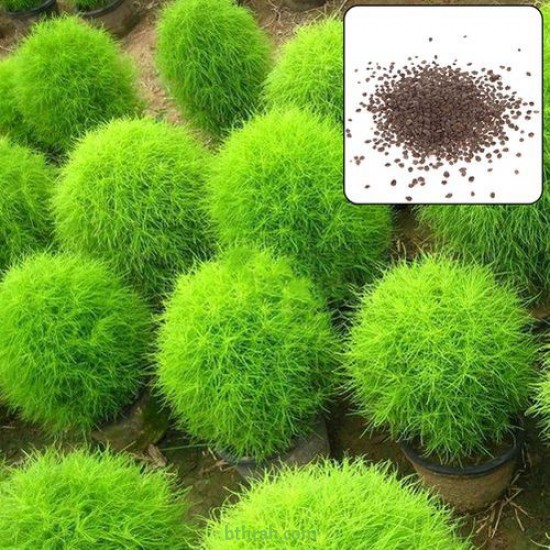 بذور نبات الكوشيا Kochia scoparia orBassia scoparia بذور نبات الكوشيا Kochia scoparia orBassia scoparia