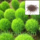 بذور نبات الكوشيا Kochia scoparia orBassia scoparia بذور نبات الكوشيا Kochia scoparia orBassia scoparia