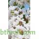 بذور شجرة تمر حنا - Lagerstroemia indica white (لون ابيض) بذور شجرة تمر حنا - Lagerstroemia indica white (لون ابيض)