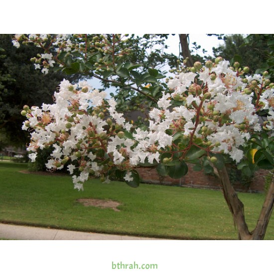 بذور شجرة تمر حنا - Lagerstroemia indica white (لون ابيض) بذور شجرة تمر حنا - Lagerstroemia indica white (لون ابيض)