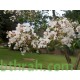 بذور شجرة تمر حنا - Lagerstroemia indica white (لون ابيض) بذور شجرة تمر حنا - Lagerstroemia indica white (لون ابيض)