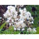 بذور شجرة تمر حنا - Lagerstroemia indica white (لون ابيض) بذور شجرة تمر حنا - Lagerstroemia indica white (لون ابيض)