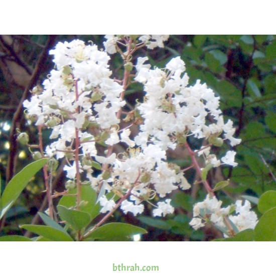 بذور شجرة تمر حنا -  Lagerstroemia indica white (لون ابيض)