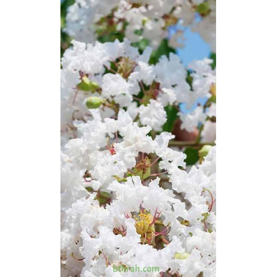 بذور شجرة تمر حنا - Lagerstroemia indica white (لون ابيض) بذور شجرة تمر حنا - Lagerstroemia indica white (لون ابيض)