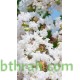 بذور شجرة تمر حنا - Lagerstroemia indica white (لون ابيض) بذور شجرة تمر حنا - Lagerstroemia indica white (لون ابيض)
