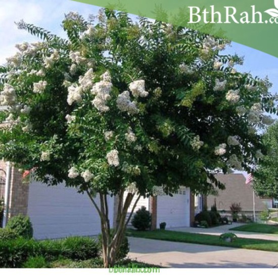 بذور شجرة تمر حنا -  Lagerstroemia indica white (لون ابيض)