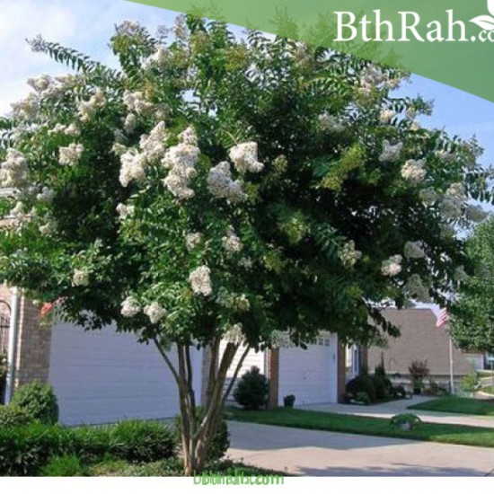 بذور شجرة تمر حنا - Lagerstroemia indica white (لون ابيض) بذور شجرة تمر حنا - Lagerstroemia indica white (لون ابيض)