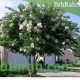 بذور شجرة تمر حنا - Lagerstroemia indica white (لون ابيض) بذور شجرة تمر حنا - Lagerstroemia indica white (لون ابيض)