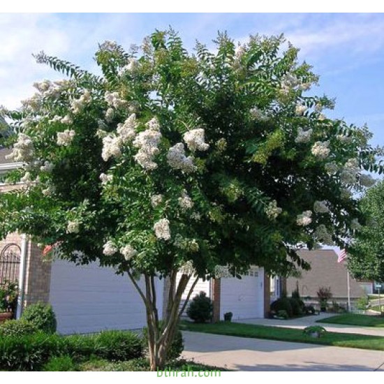 بذور شجرة تمر حنا - Lagerstroemia indica white (لون ابيض) بذور شجرة تمر حنا - Lagerstroemia indica white (لون ابيض)