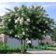 بذور شجرة تمر حنا - Lagerstroemia indica white (لون ابيض) بذور شجرة تمر حنا - Lagerstroemia indica white (لون ابيض)