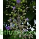 بذور نبات الوايتكس او فيتكس تريفيولا Vitex trifolia بذور نبات الوايتكس او فيتكس تريفيولا Vitex trifolia