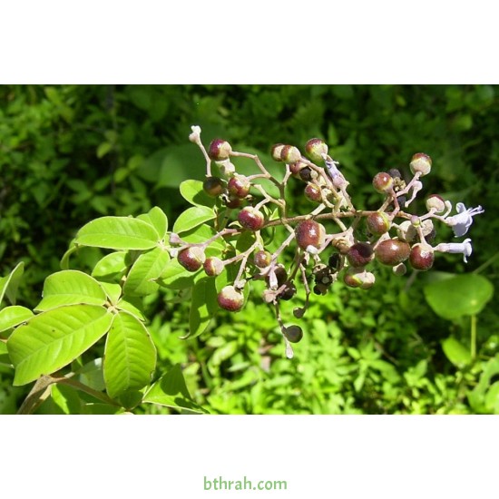 بذور نبات الوايتكس او فيتكس تريفيولا Vitex trifolia بذور نبات الوايتكس او فيتكس تريفيولا Vitex trifolia