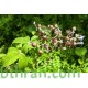 بذور نبات الوايتكس او فيتكس تريفيولا Vitex trifolia بذور نبات الوايتكس او فيتكس تريفيولا Vitex trifolia