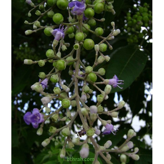بذور نبات الوايتكس او فيتكس تريفيولا Vitex trifolia