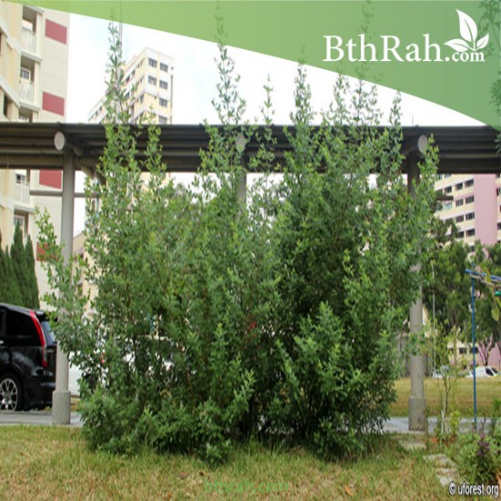 بذور نبات الوايتكس او فيتكس تريفيولا Vitex trifolia بذور نبات الوايتكس او فيتكس تريفيولا Vitex trifolia