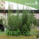 بذور نبات الوايتكس او فيتكس تريفيولا Vitex trifolia بذور نبات الوايتكس او فيتكس تريفيولا Vitex trifolia