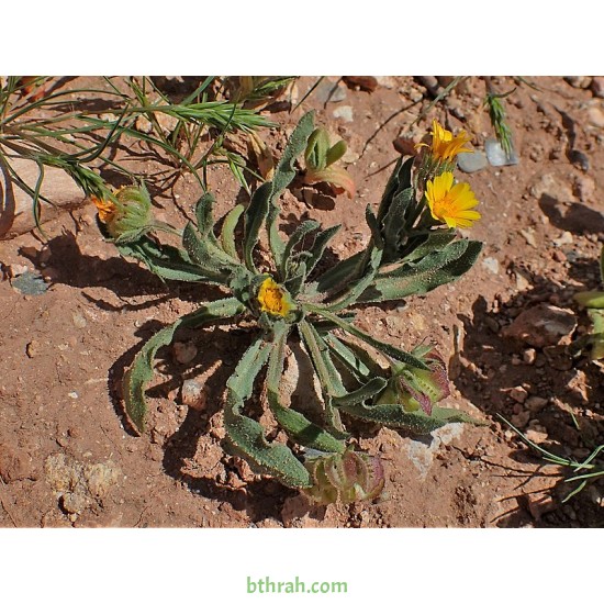 بذور نبات الحنوة Calendula Tripterocarpa بذور نبات الحنوة Calendula Tripterocarpa