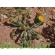 بذور نبات الحنوة Calendula Tripterocarpa بذور نبات الحنوة Calendula Tripterocarpa