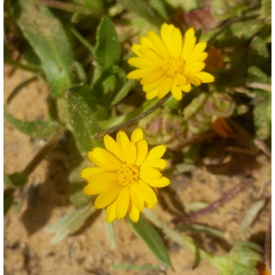 بذور نبات الحنوة Calendula Tripterocarpa بذور نبات الحنوة Calendula Tripterocarpa