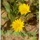 بذور نبات الحنوة Calendula Tripterocarpa بذور نبات الحنوة Calendula Tripterocarpa