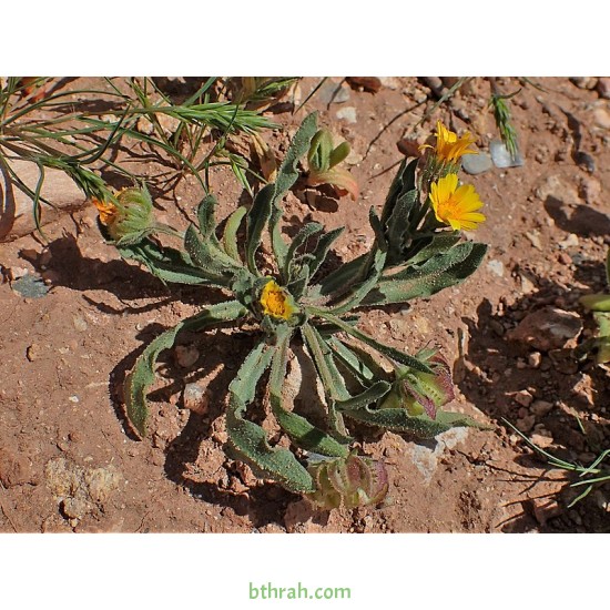 بذور نبات الحنوة Calendula Tripterocarpa بذور نبات الحنوة Calendula Tripterocarpa