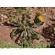 بذور نبات الحنوة Calendula Tripterocarpa بذور نبات الحنوة Calendula Tripterocarpa