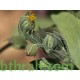 بذور نبات الحنوة Calendula Tripterocarpa بذور نبات الحنوة Calendula Tripterocarpa
