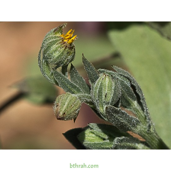 بذور نبات الحنوة Calendula Tripterocarpa بذور نبات الحنوة Calendula Tripterocarpa