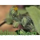 بذور نبات الحنوة Calendula Tripterocarpa بذور نبات الحنوة Calendula Tripterocarpa