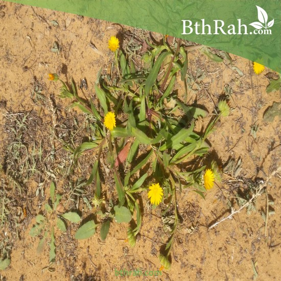 بذور نبات الحنوة Calendula Tripterocarpa بذور نبات الحنوة Calendula Tripterocarpa