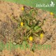 بذور نبات الحنوة Calendula Tripterocarpa بذور نبات الحنوة Calendula Tripterocarpa