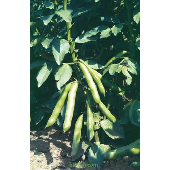 بذور الفول Vicia faba بذور الفول Vicia faba