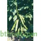 بذور الفول Vicia faba بذور الفول Vicia faba