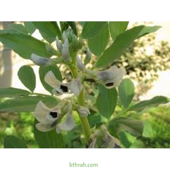 بذور الفول Vicia faba