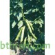 بذور الفول Vicia faba بذور الفول Vicia faba