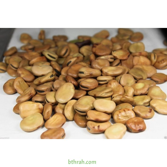 بذور الفول Vicia faba بذور الفول Vicia faba